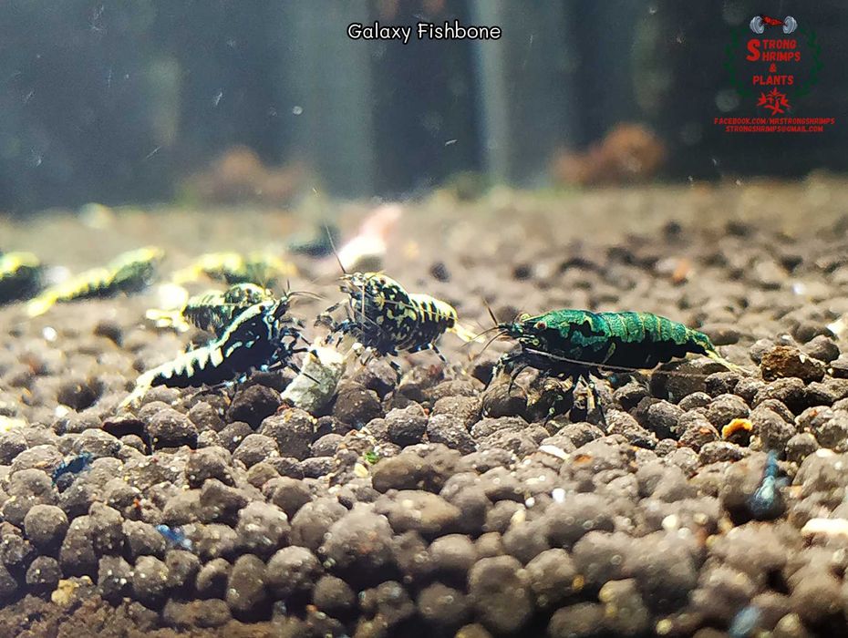 Krewetki Caridina Galaxy Fishbone Mid ZAMIANA GRATIS PROMOCJA