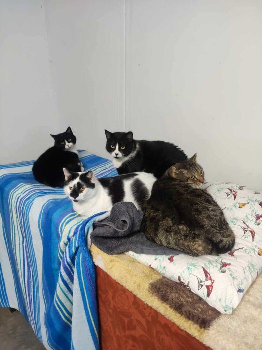 120 kotów czeka na dom !!!