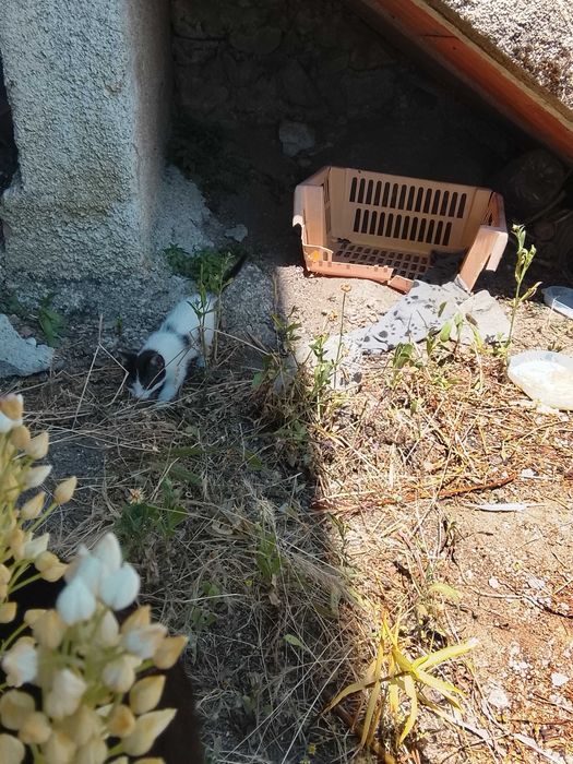 Gatinhos para adoção