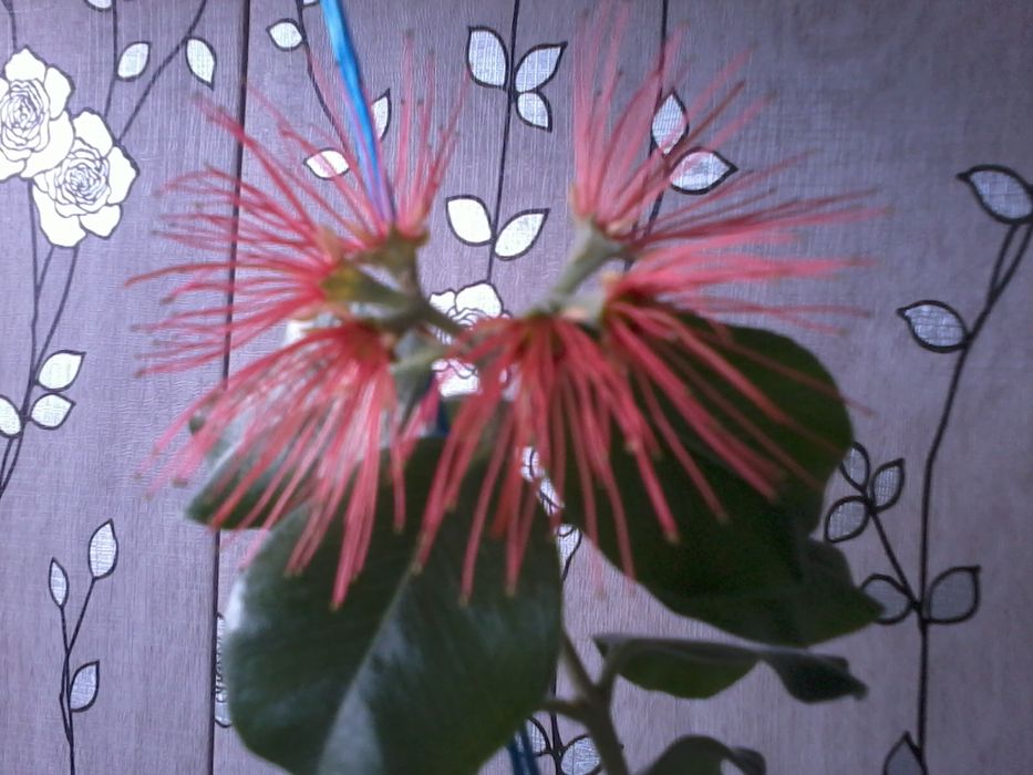 Метросидерос свежесрез