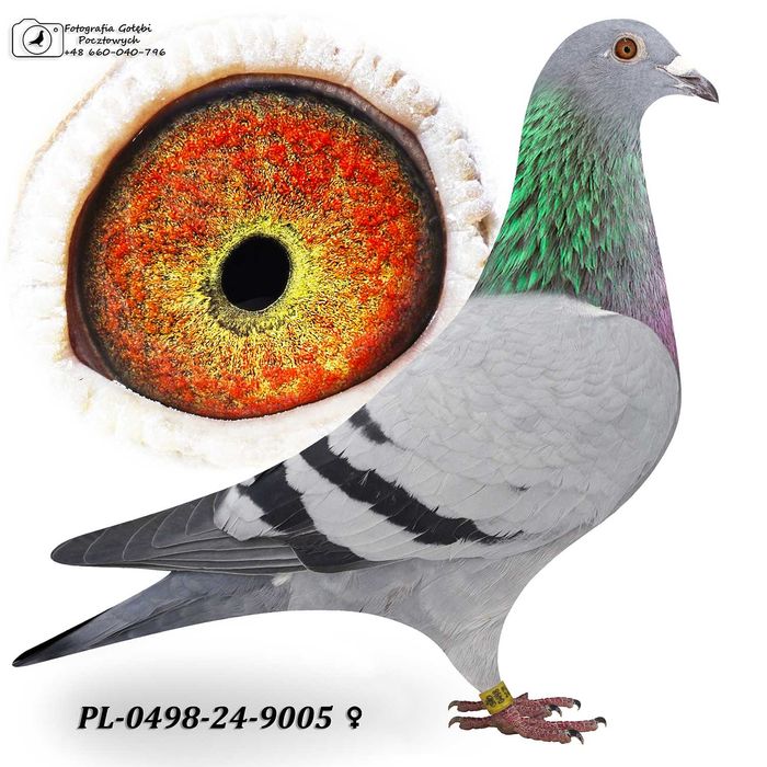 Gołąb z rozpłodu