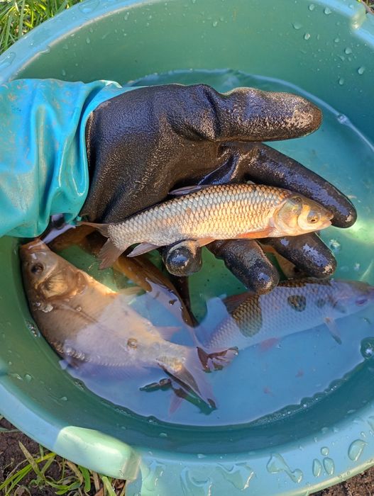 Lin narybek/kroczek. Amur , Tołpyga , Karp.
