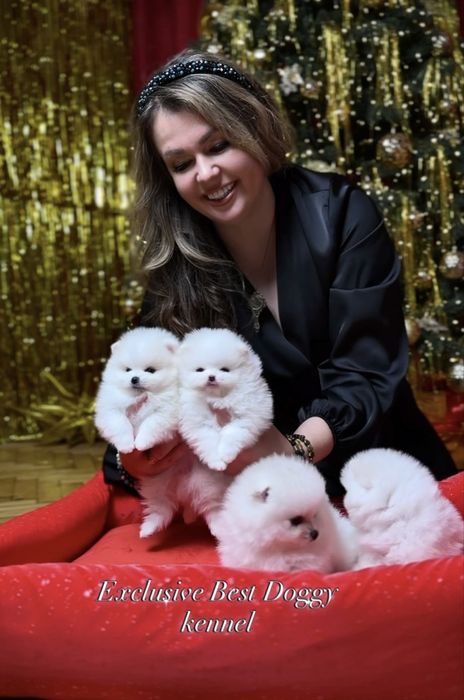 SUPER VIP mini щенки белые померанские шпицы. Щенок померанец шпиц