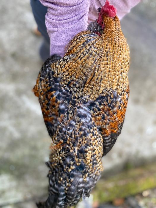 Galos Olive Egger jovens