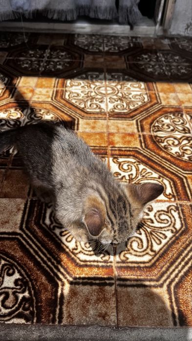 Doação de gatos-