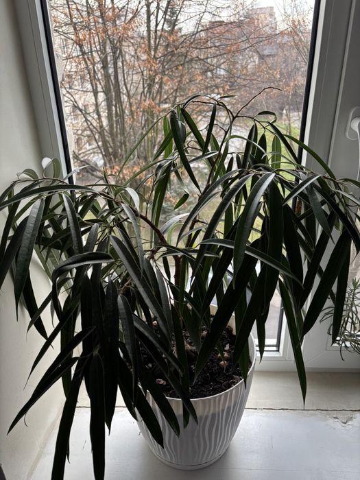 Фікус бінендейка, вазонок з горщиком 80 см