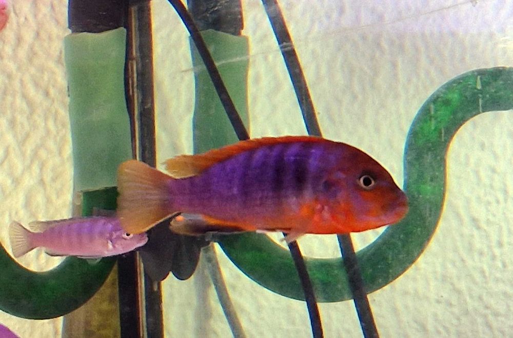 Ciclideos do Malawi em Sesimbra