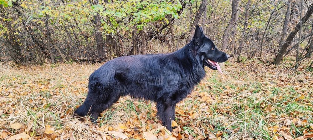 Кобеь. Вязка, німецька вівчарка чорна довгошерста