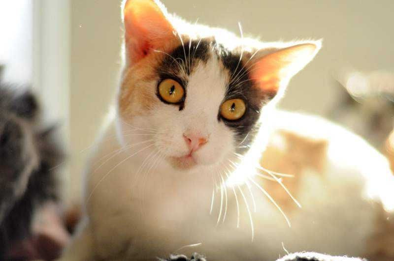 Счастье великолепной окраски кошечка Голди - ждет свой Дом