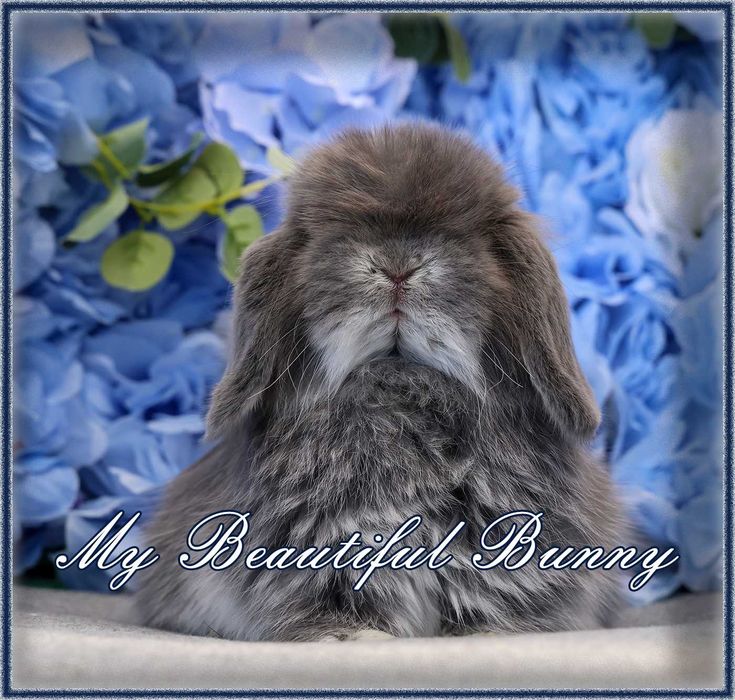 Młody Króliczek 100% Mini Lop - Blue Otter