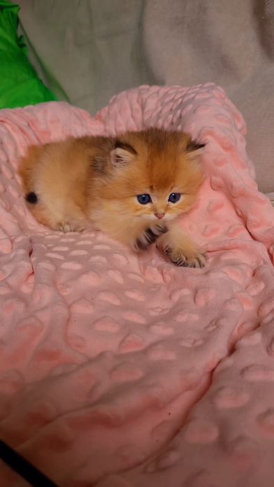 Супер малышата MILASHKI_KITTENS.  Ручные котята золотая шиншилла.