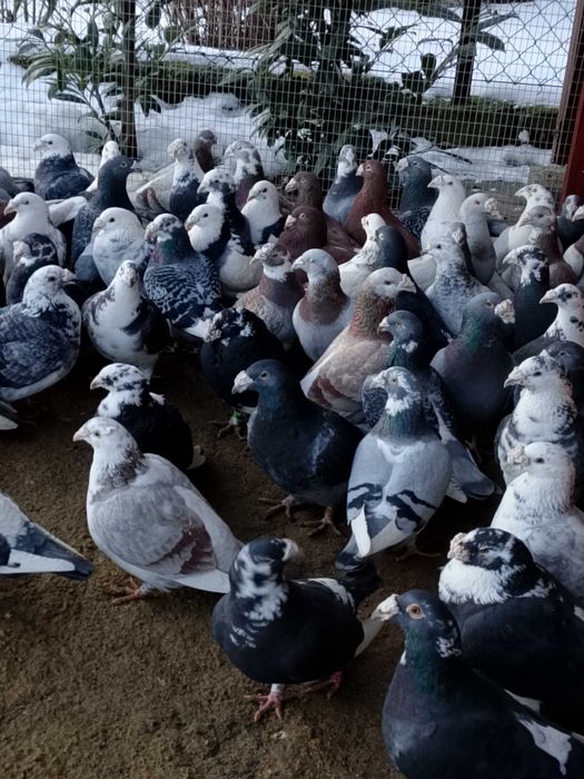 Gołębie Staropolskie