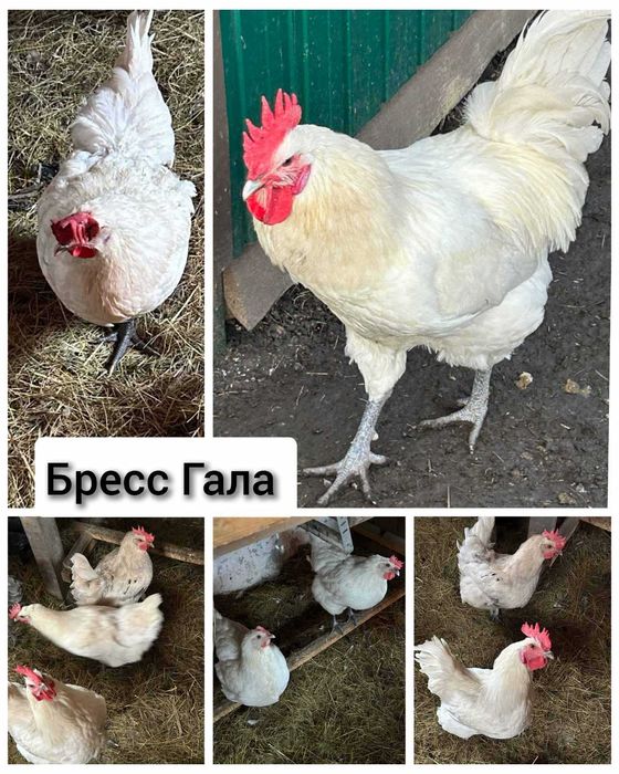 Інкубаційне яйце Китайська шовкова, Лівенська Сітцева, УхіЇлюй,  інші