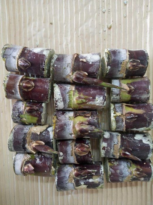 Canas de Açúcar para Sumo, Garapa