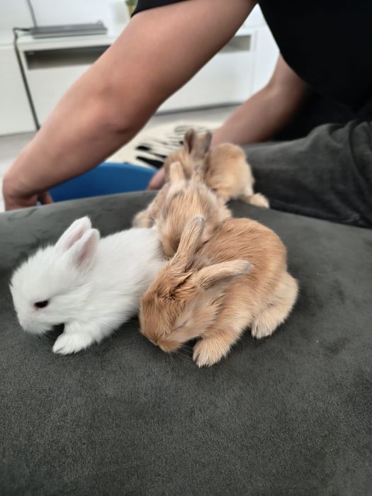 Coelhos peludos muito lindos
