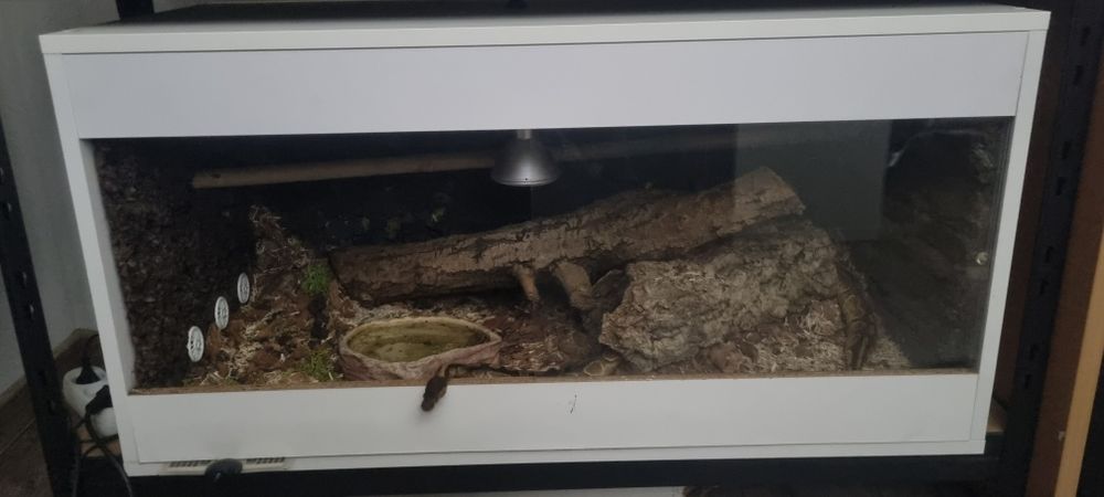 Terrarium duże z wężem zbożowym