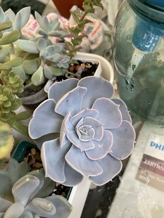 Ехеверія,паперомія,еоніум,пеларгонія марлезон2, пеларгонія Анна-Жанет