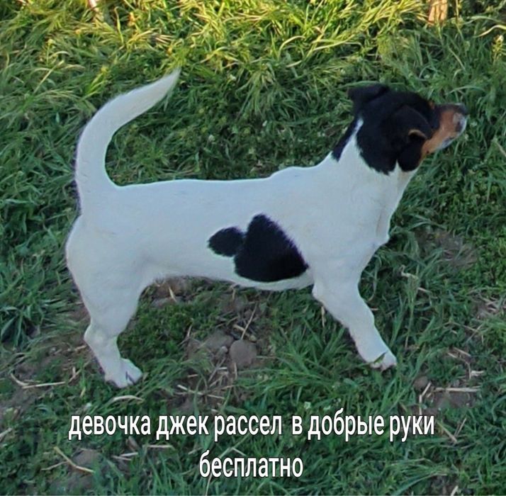 Отдам джек рассел