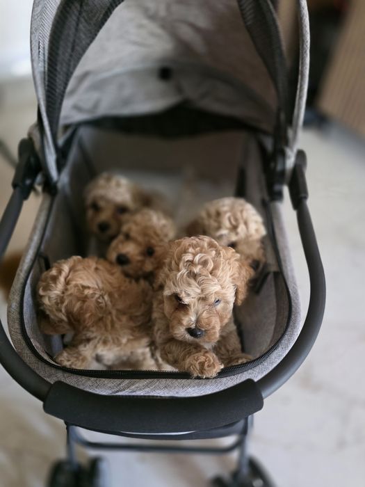 Bischpoo, pochonek.Badania genetyczne.