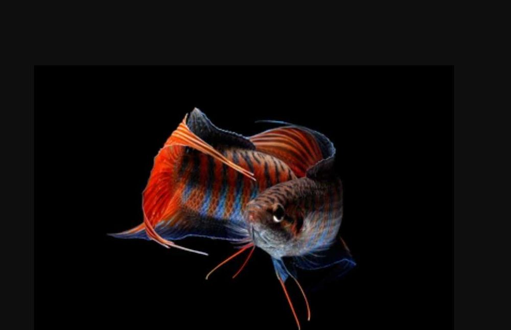 Wielkopłetw wspaniały - Macropodus opercularis - dowóz, wysyłka