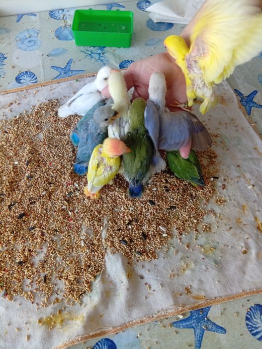 Pássaro agapornis