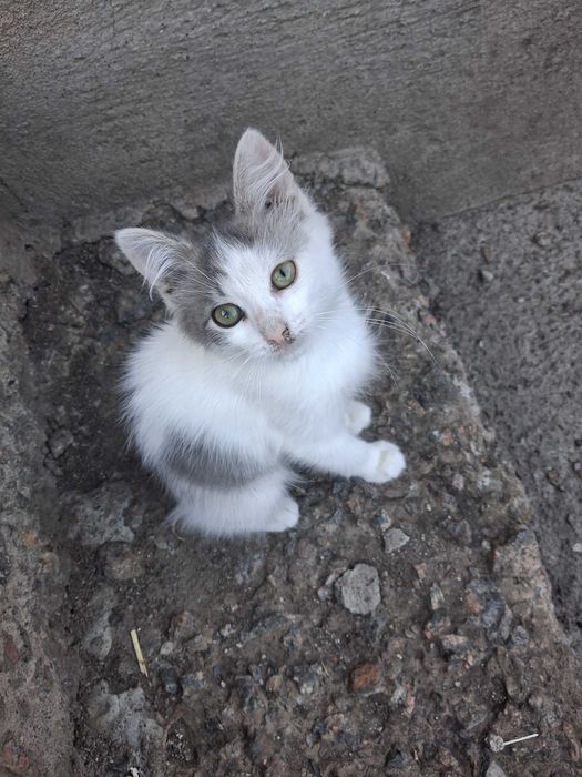 Кошенята безкоштовно