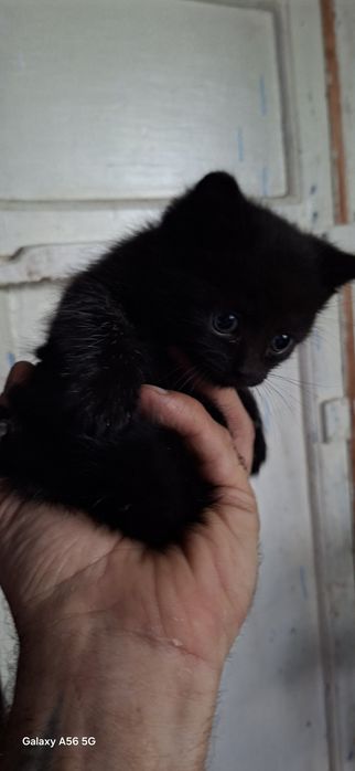 отдам бесплатно котика