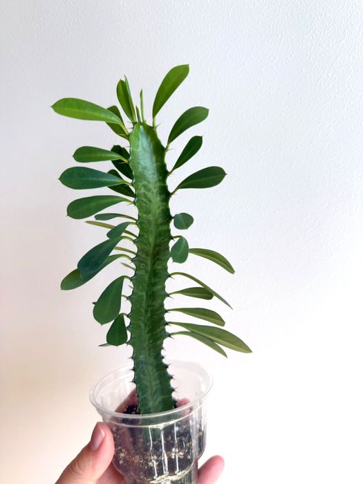 Церопегия, гинура, фиалка, руэлия, кактус