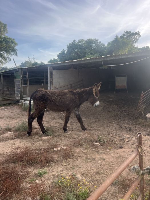Burro mirandes 5 anos