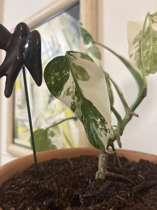 Monstera variegata