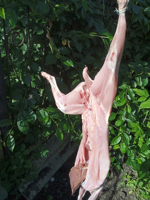 М’ясо кроля-продам