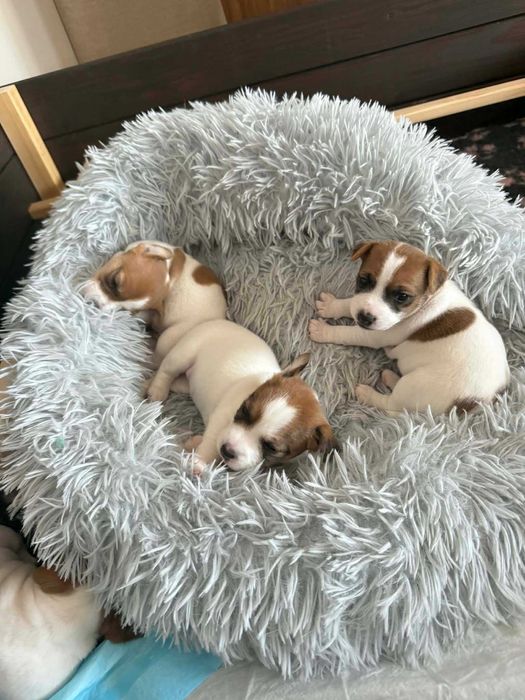 Szczenię Jack Russel Terier