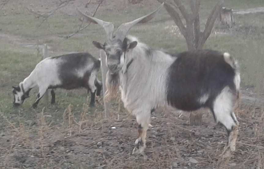 Альпийский козел для случки. Редкий окрас!