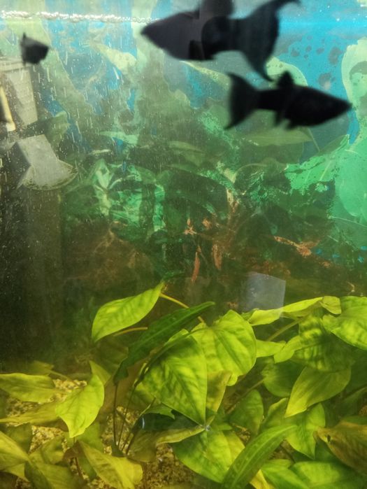 Рибки акваріумні Молінезій чорна