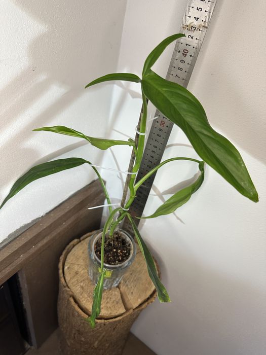 Філодендрон  Philodendron  Holtonianum