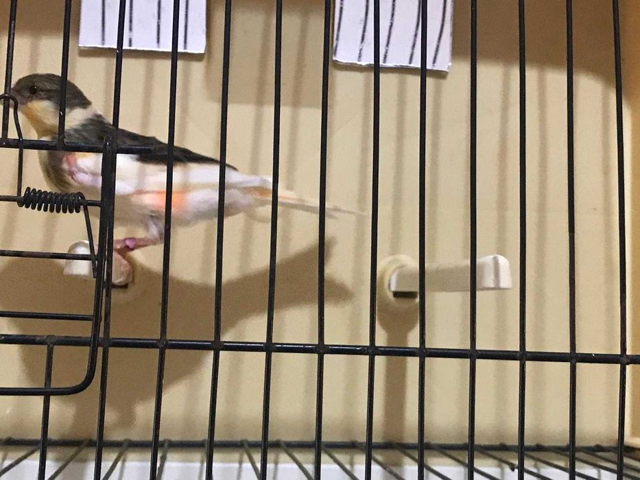 canário arlequim português