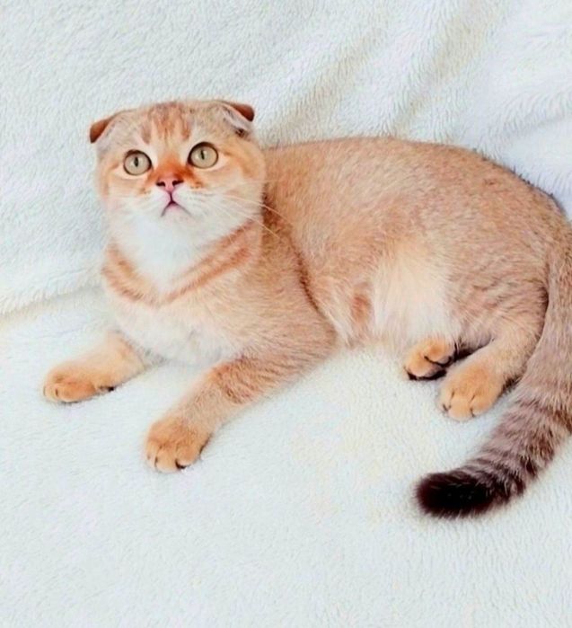 Золота шиншила Чудо хлопчик красунчик