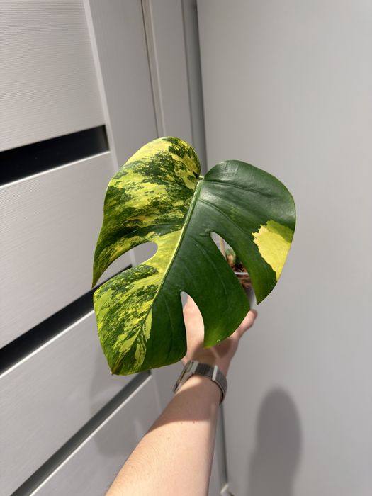 monstera yellow - купити кімнатні рослини - Ціна на OLX.ua