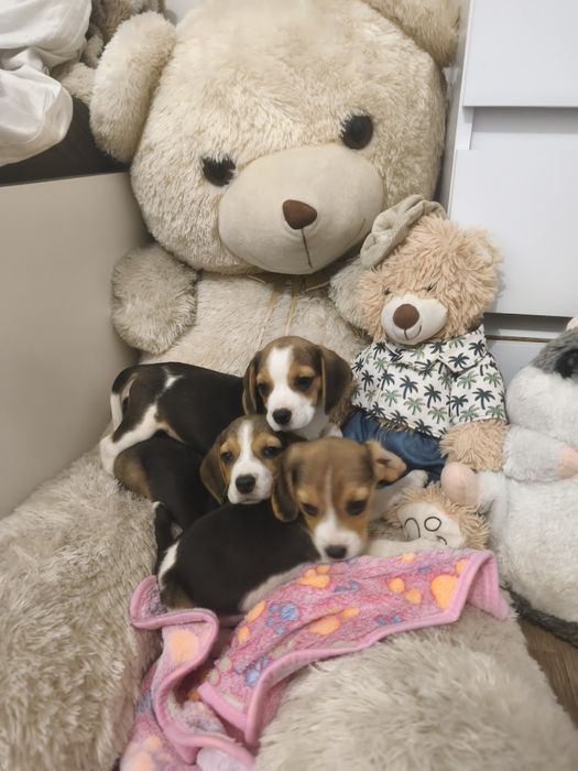 Śliczny wesoły Beagle suczka