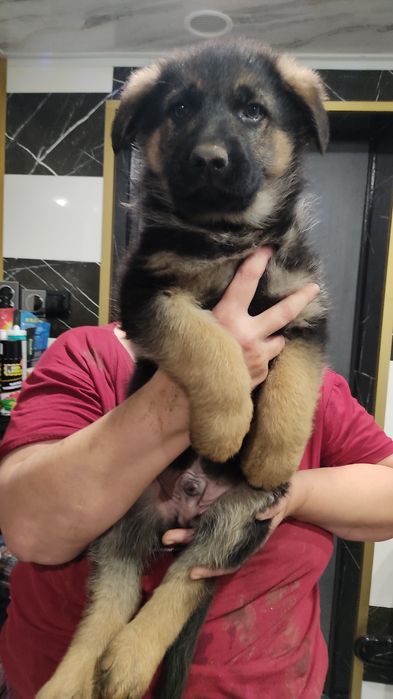 Щенки немецкой овчарки