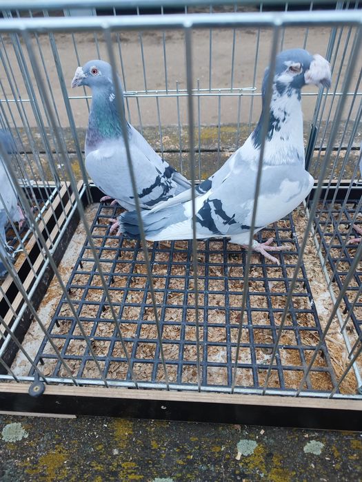 Gołębie staropolskie