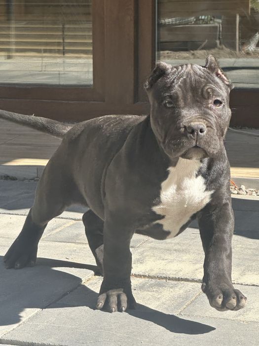 American bully xl