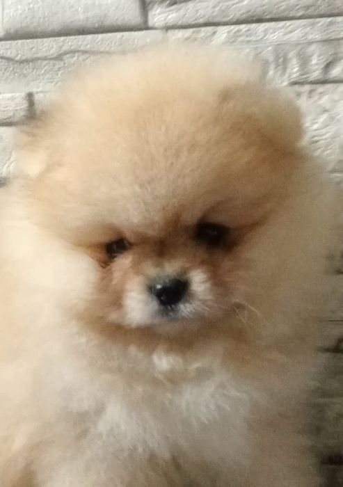 Дивовижний ведмедик