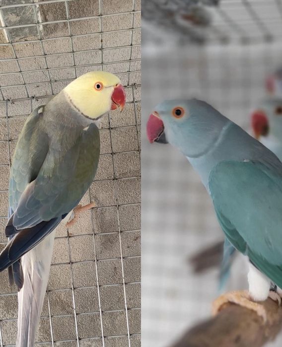 Casais de ring necks adultos