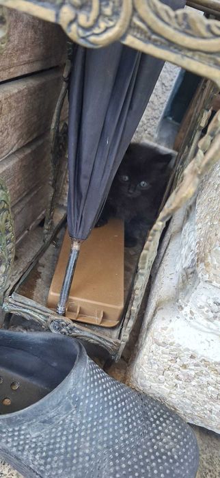 Gatinhos para adotar