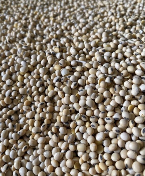 Soja odmiana  ORPHEUS