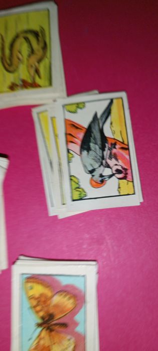 Antigos cromos da coleção zoologia 1 série