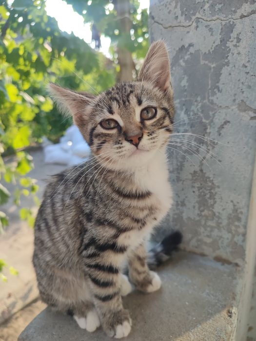 Отдам котят в хорошие руки.