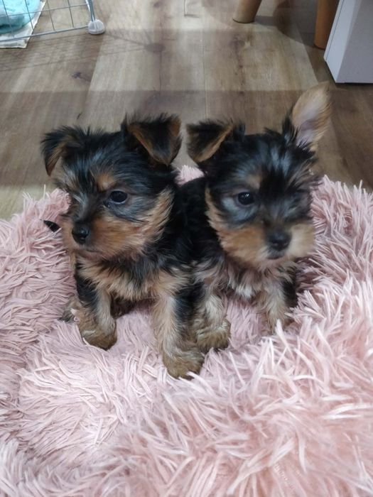 York Shire Terrierrrrr