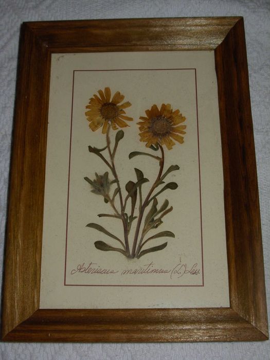 2 quadros artesanais feitos de plantas e flores secas